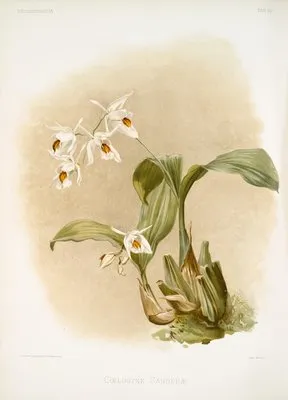 Coelogyne sanderæ.