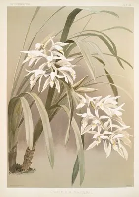 Cymbidium mastersi. (Cymbidium mastersi.)