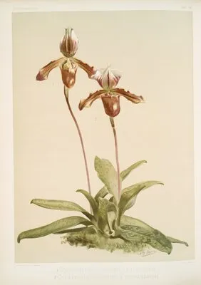 Cypripedium (hybridum) laucheanum; cypripedium (hybridum) eyermanianum. (Cypripedium (hybridum) laucheanum; cypripedium (hybridum) eyermanianum.)