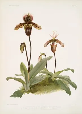 Cypripedium (hybridum) pollettianum; Cypripedium (hybridum) maynardii. (Cypripedium (hybridum) pollettianum; Cypripedium (hybridum) maynardii.)