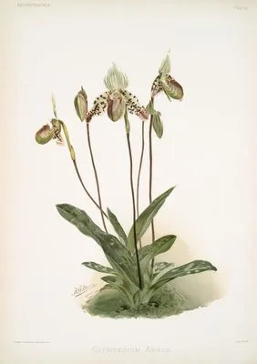 Cypripedium argus. (Cypripedium argus.)