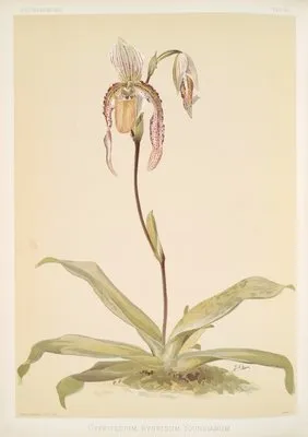 Cypripedium hybridum youngianum. (Cypripedium hybridum youngianum.)
