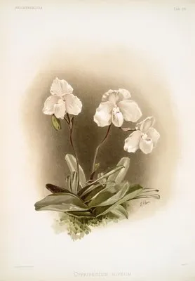 Cypripedium niveum. (Cypripedium niveum.)