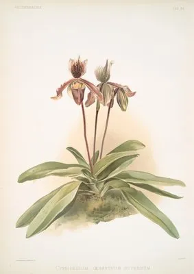 Cypripedium oenanthum superbum.