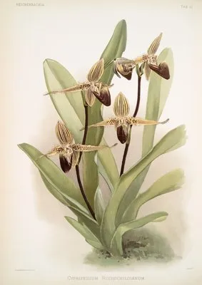 Cypripedium rothschildianum