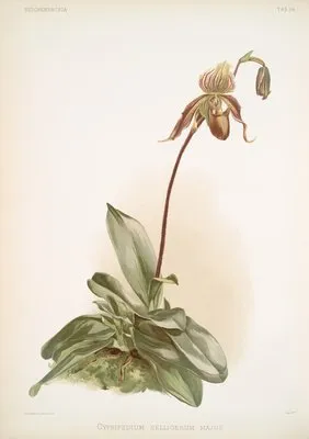 Cypripedium selligerum majus. (Cypripedium selligerum majus.)