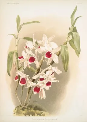 Dendrobium leechianum. (Dendrobium leechianum.)