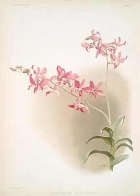 Dendrobium superbum. (Dendrobium superbum.)