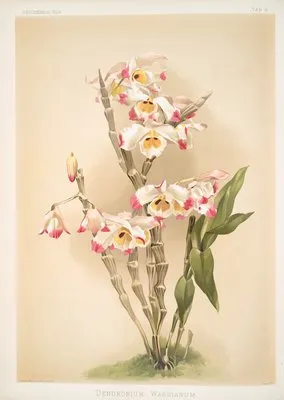 Dendrobium wardianum. (Dendrobium wardianum.)