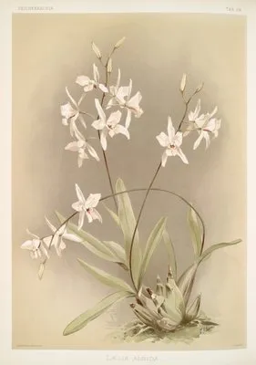 Lælia albida