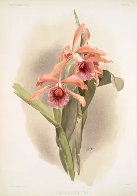 Lælia grandis.