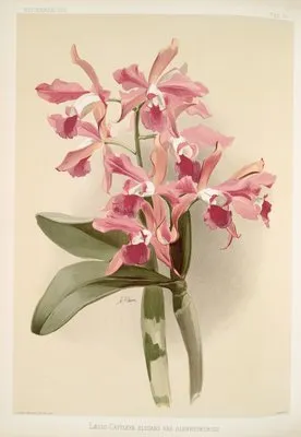 Lælio-cattleya elegans var blenheimensis.