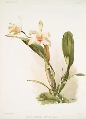 Lælio-cattleya honble Mrs. Astor.
