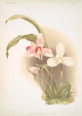 Lycaste skinneri & alba. (Lycaste skinneri & alba.)