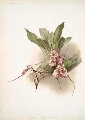 Masdevallia backhousiana. (Masdevallia backhousiana.)