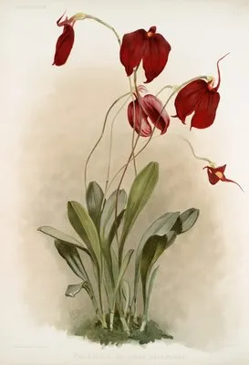 Masdevallia harryana splendens. (Masdevallia harryana splendens.)