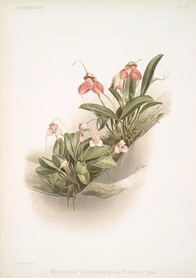 Masdevallia shuttleworthii and M. xanthocorys.