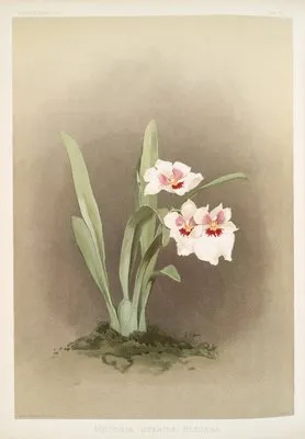 Miltonia (hybrida) bleuana. (Miltonia (hybrida) bleuana.)