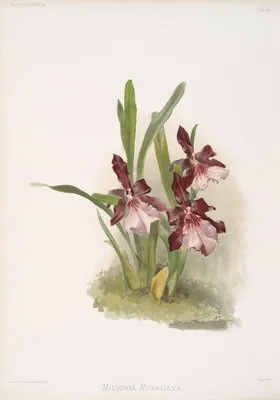 Miltonia moreliana