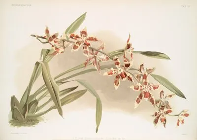 Odontoglossum coradinei. (Odontoglossum coradinei.)