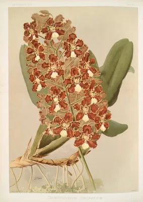 Odontoglossum coronarium. (Odontoglossum coronarium.)
