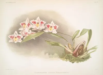 Odontoglossum crispum Kinlesideanum. (Odontoglossum crispum Kinlesideanum.)