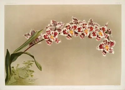 Odontoglossum crispum mundyanum. (Odontoglossum crispum mundyanum.)