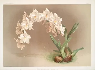 Odontoglossum crispum. (Odontoglossum crispum.)