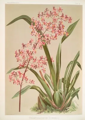 Odontoglossum edwardii. (Odontoglossum edwardii.)