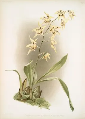 Odontoglossum hebraicum aspersum. (Odontoglossum hebraicum aspersum.)