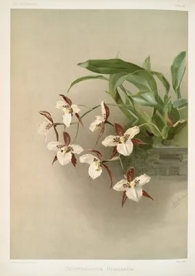 Odontoglossum humeanum. (Odontoglossum humeanum.)