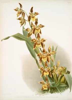 Odontoglossum luteo-purpureum prionopetalum. (Odontoglossum luteo-purpureum prionopetalum.)