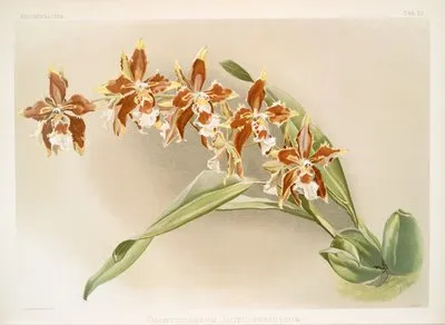 Odontoglossum luteo-purpureum. (Odontoglossum luteo-purpureum.)