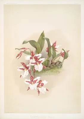 Odontoglossum rossii. (Odontoglossum rossii.)