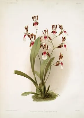 Odontoglossum schröderianum.