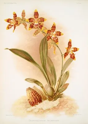 Odontoglossum triumphans. (Odontoglossum triumphans.)