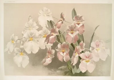 Odontoglossum vexillarium. (Odontoglossum vexillarium.)
