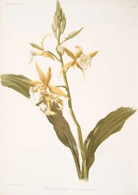 Phaius blumei var assamicus. (Phaius blumei var assamicus.)