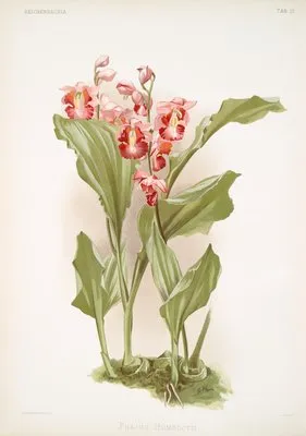 Phajus humblotii. (Phajus humblotii.)