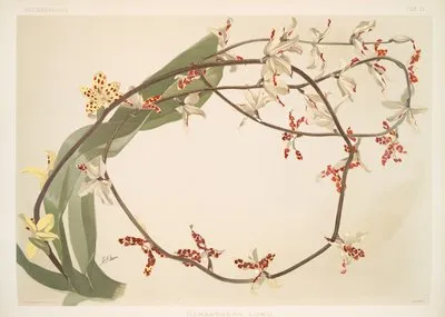 Renanthera lowii. (Renanthera lowii.)