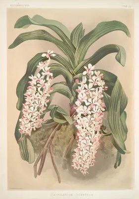Saccolabium giganteum. (Saccolabium giganteum.)