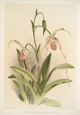 Selenipedium hybridum grande. (Selenipedium hybridum grande.)