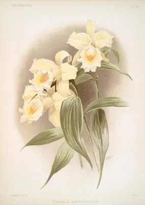 Sobralia xantholeuca. (Sobralia xantholeuca.)