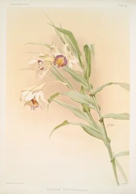 Thunia brymeriana. (Thunia brymeriana.)