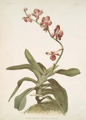 Vanda parishii var marriottiana. (Vanda parishii var marriottiana.)