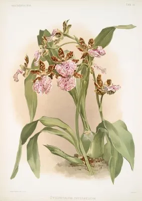Zycopetalum intermedium. (Zycopetalum intermedium.)