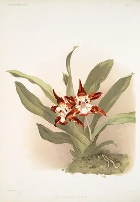 Zygopetalum burtii. (Zygopetalum burtii.)