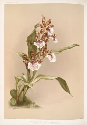 Zygopetalum crinitum. (Zygopetalum crinitum.)
