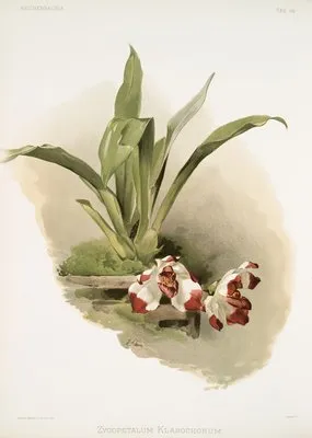 Zygopetalum klabochorum. (Zygopetalum klabochorum.)
