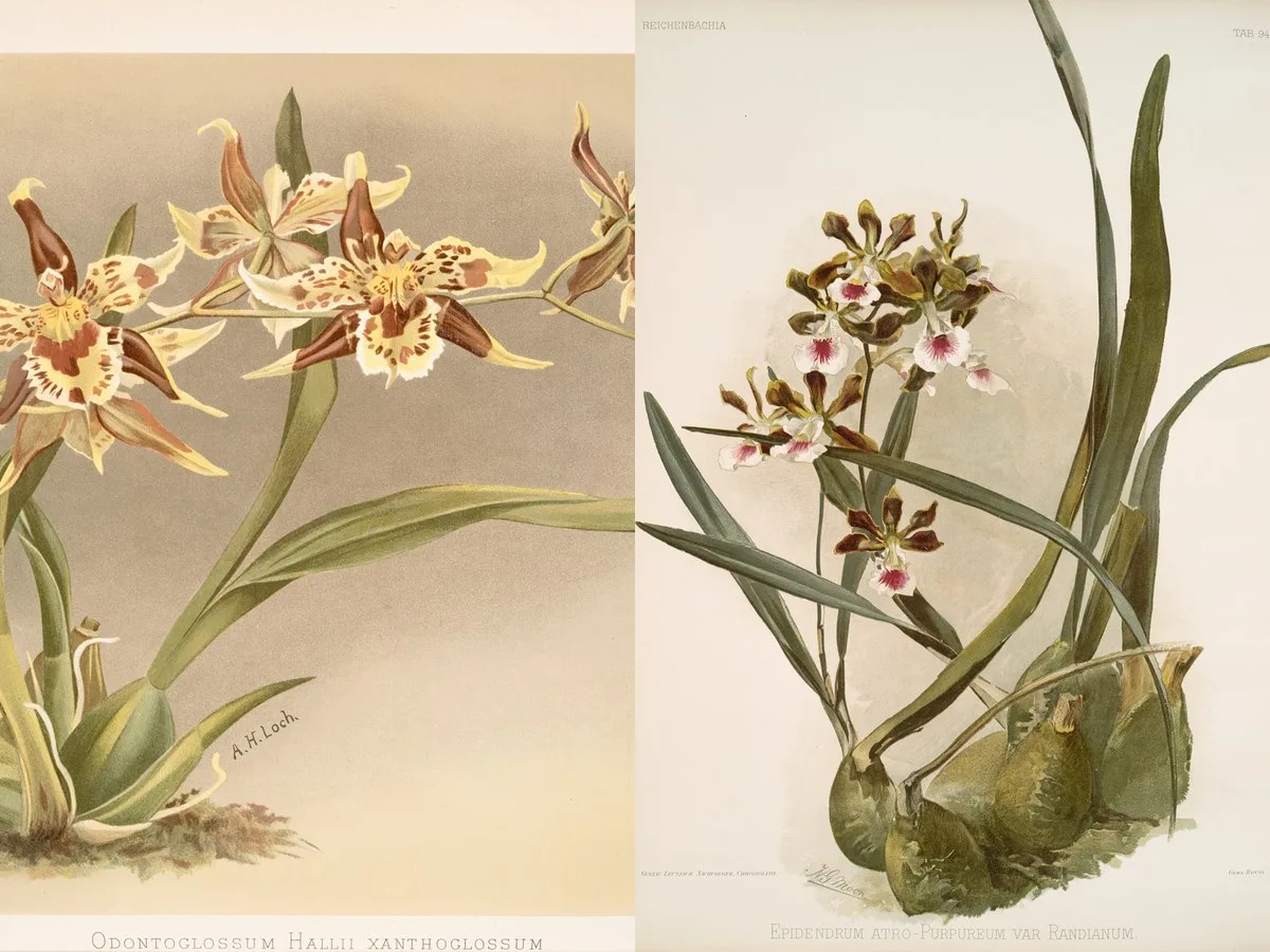Reichenbachia. Orchids